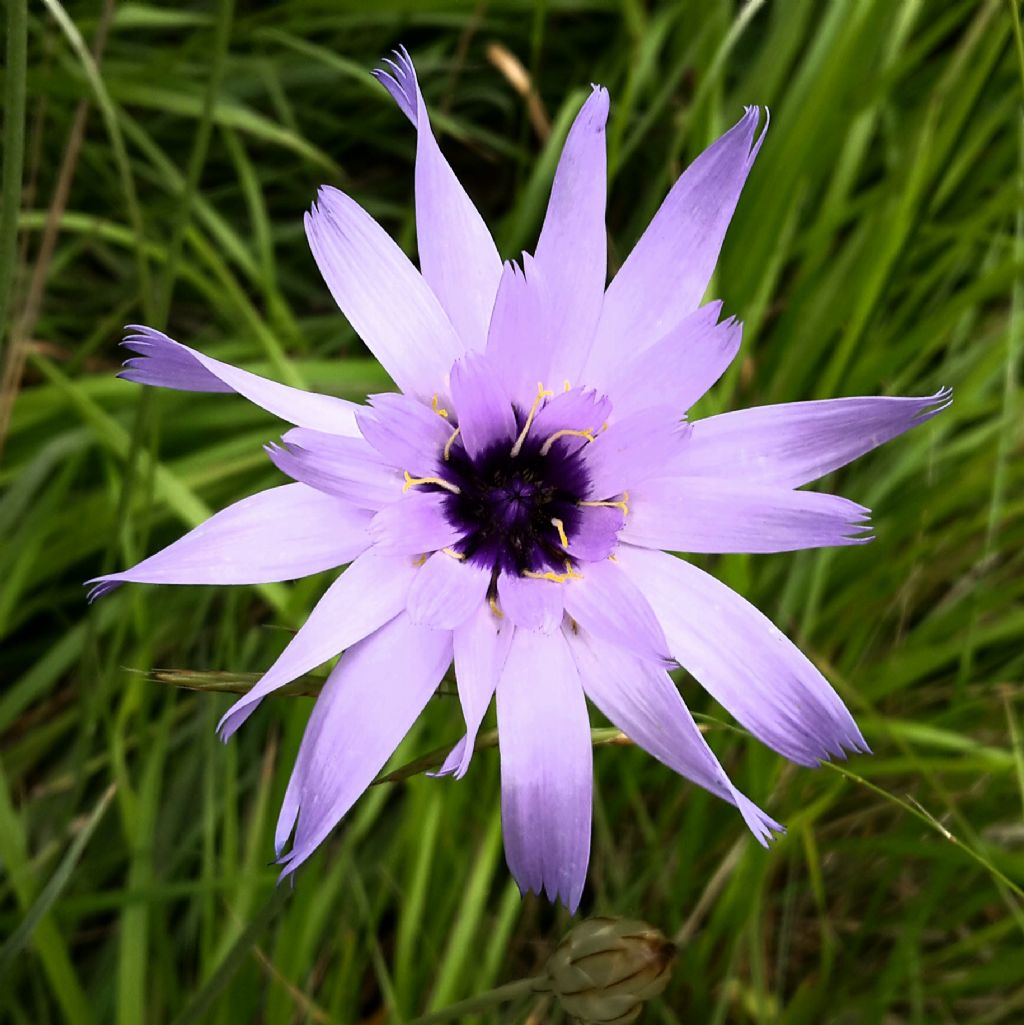 Catananche caerulea / Cupidone azzurro